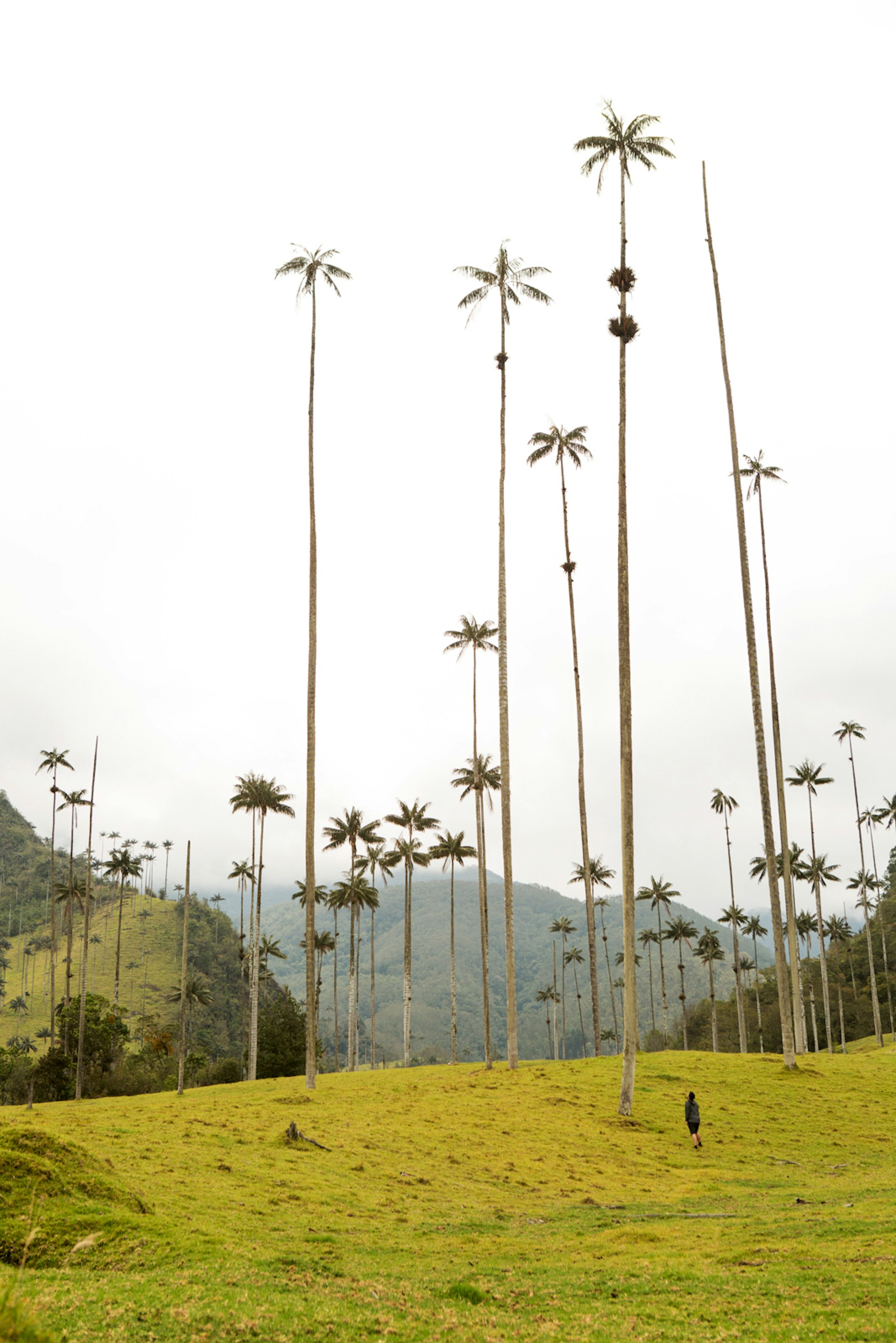 A person looks up toward the tops of wax palms, with foggy mountains in the background