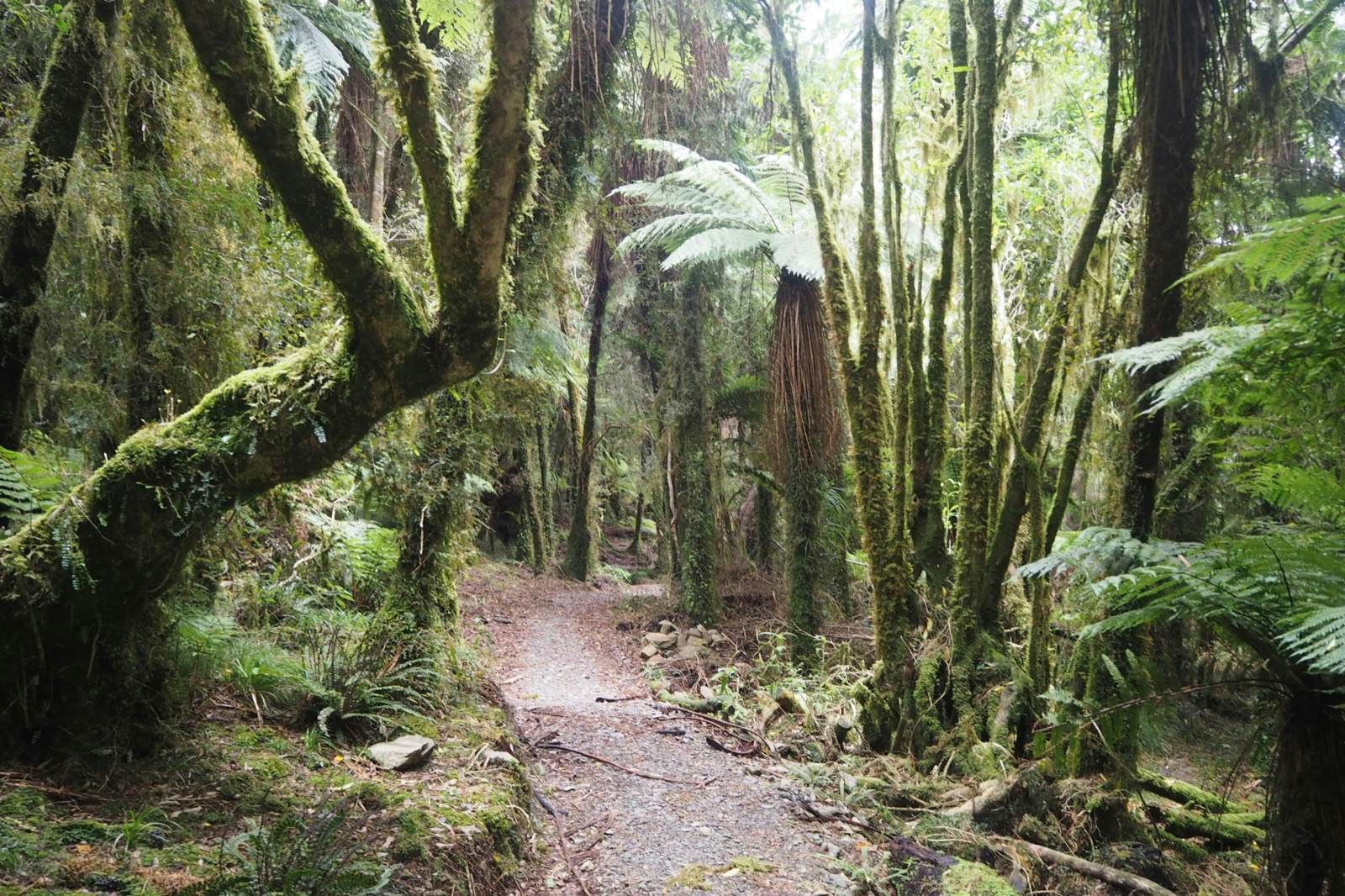 New Zealand Paparoa Track Essential Hiking Tips For New Trail Lonely Planet