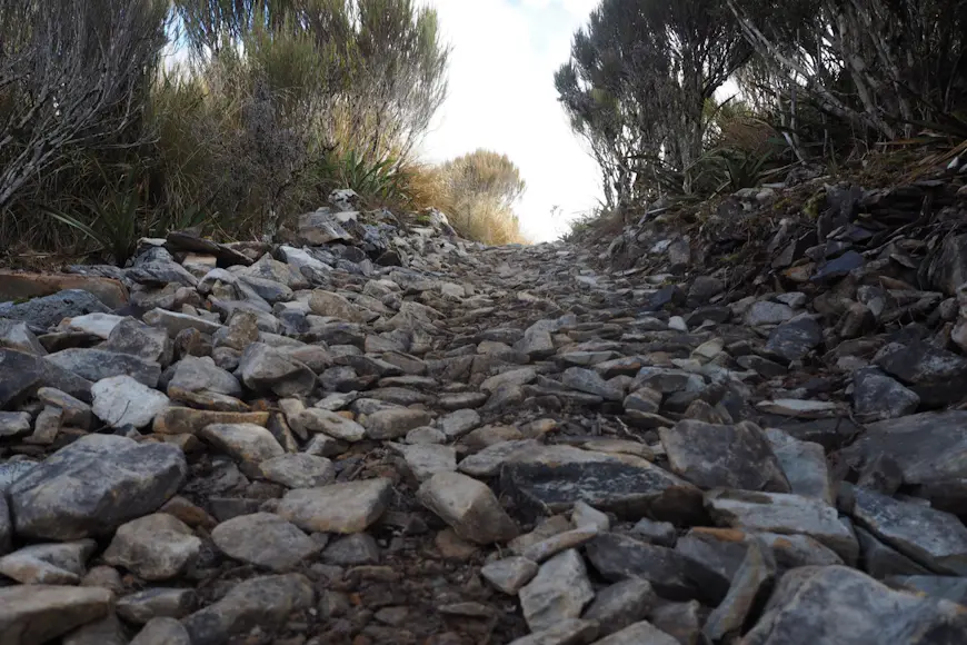 A steep rock-filled incline on the Paparoa track in New Zealand. There are row of trees on both sides of the rocky hill. 