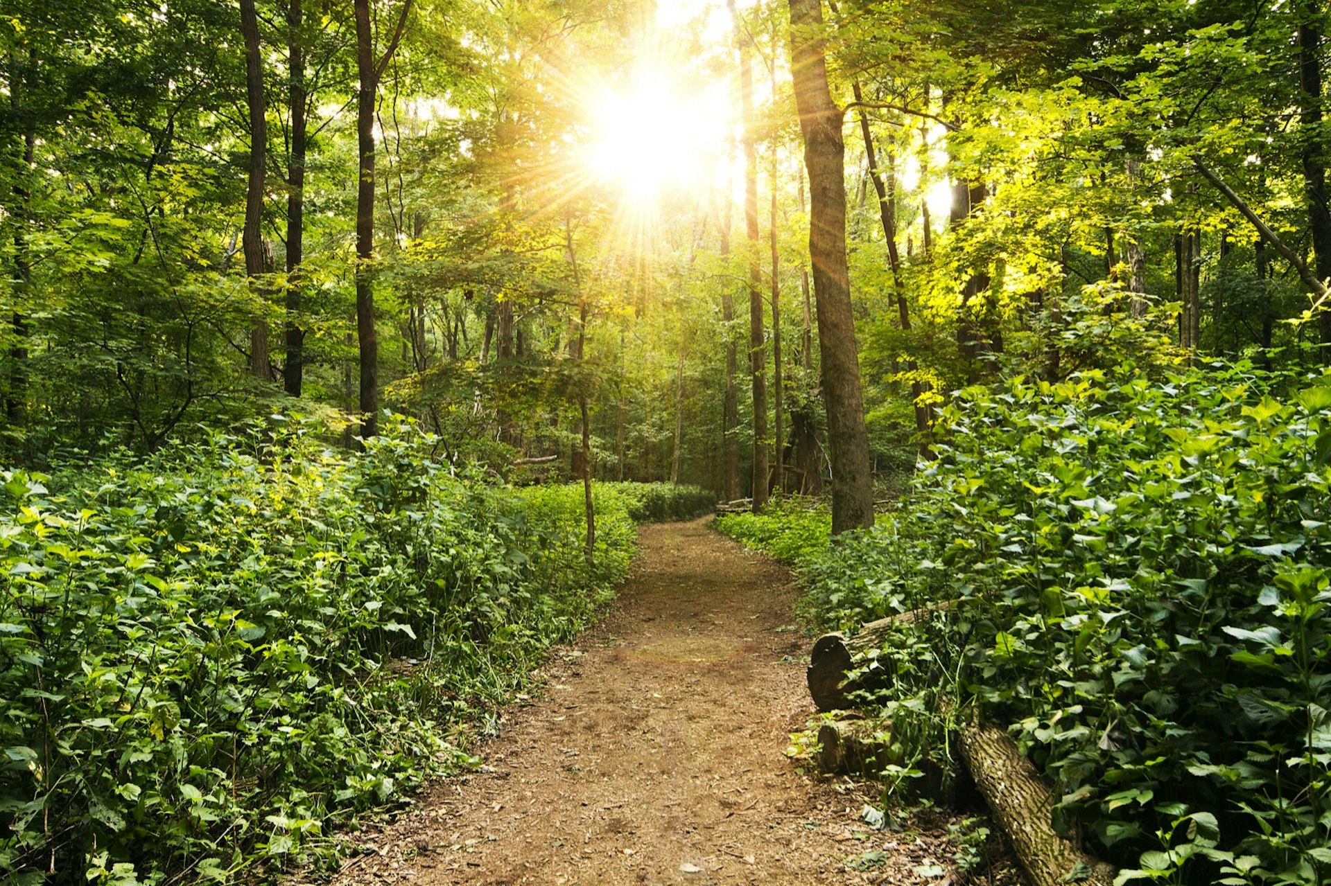 The sun breaks through the trees on a trail in a thick forested area; free things to do in Nashville