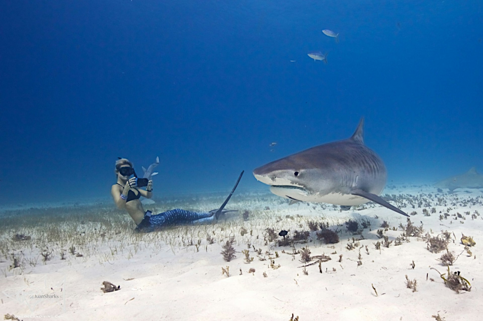 a woman photographs a large shark on the bottom of the sea