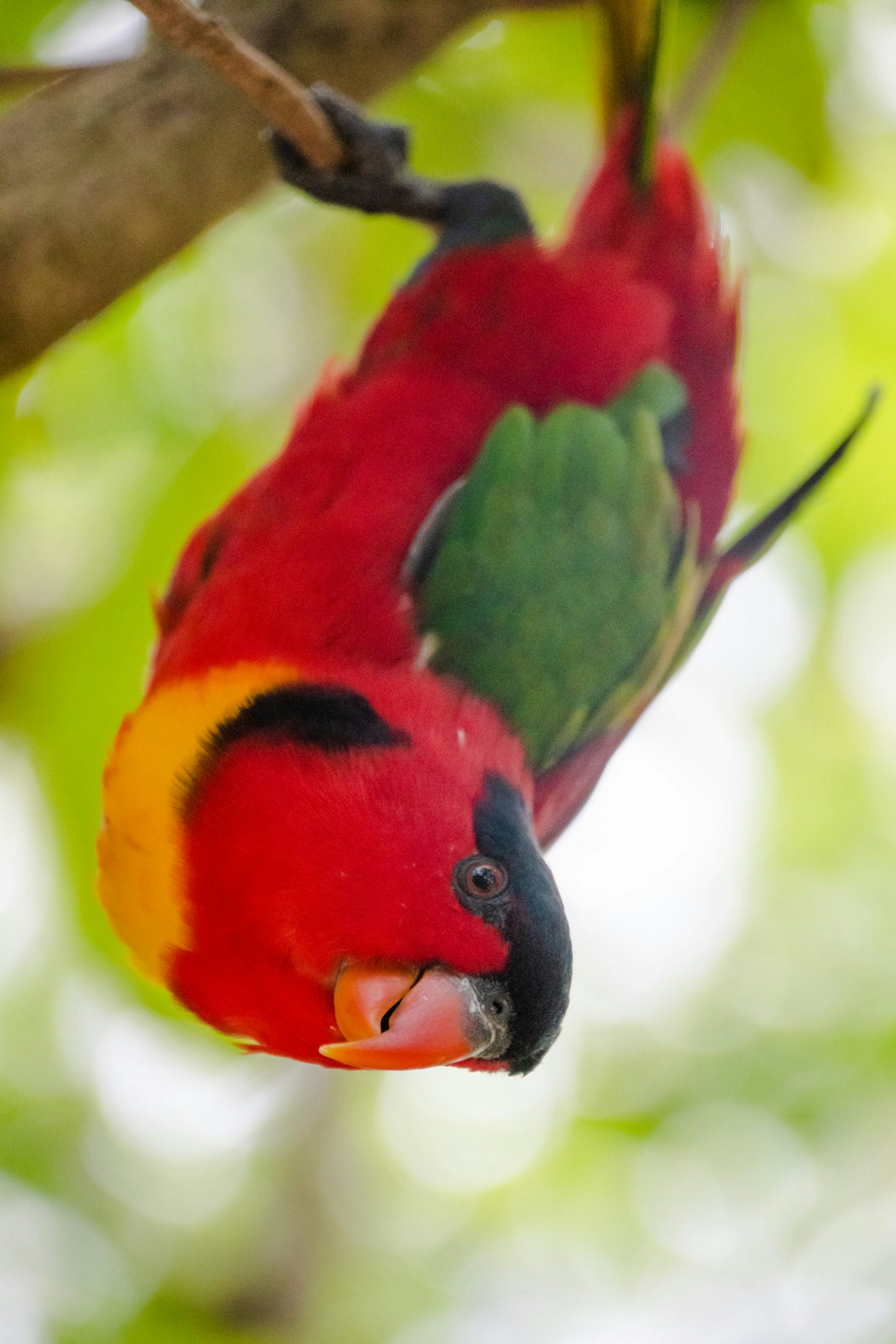 A colourful parrot hangs upside down from a tree branch, peering into the camera lens. The parrot's head is black and red, it has a yellow breast and green and red body. 