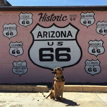 A german shepherd stands in front of a pink cinder block wall painted with a mural featuring the iconic Route 66 highway marker; Travel with dogs
