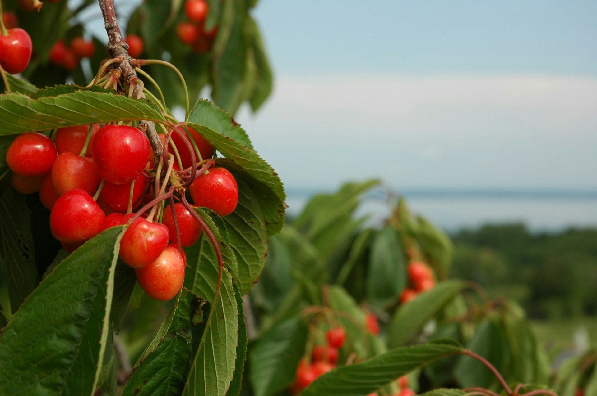 A close up shot of bright red cherries growing on a tree with a vast lake in the background