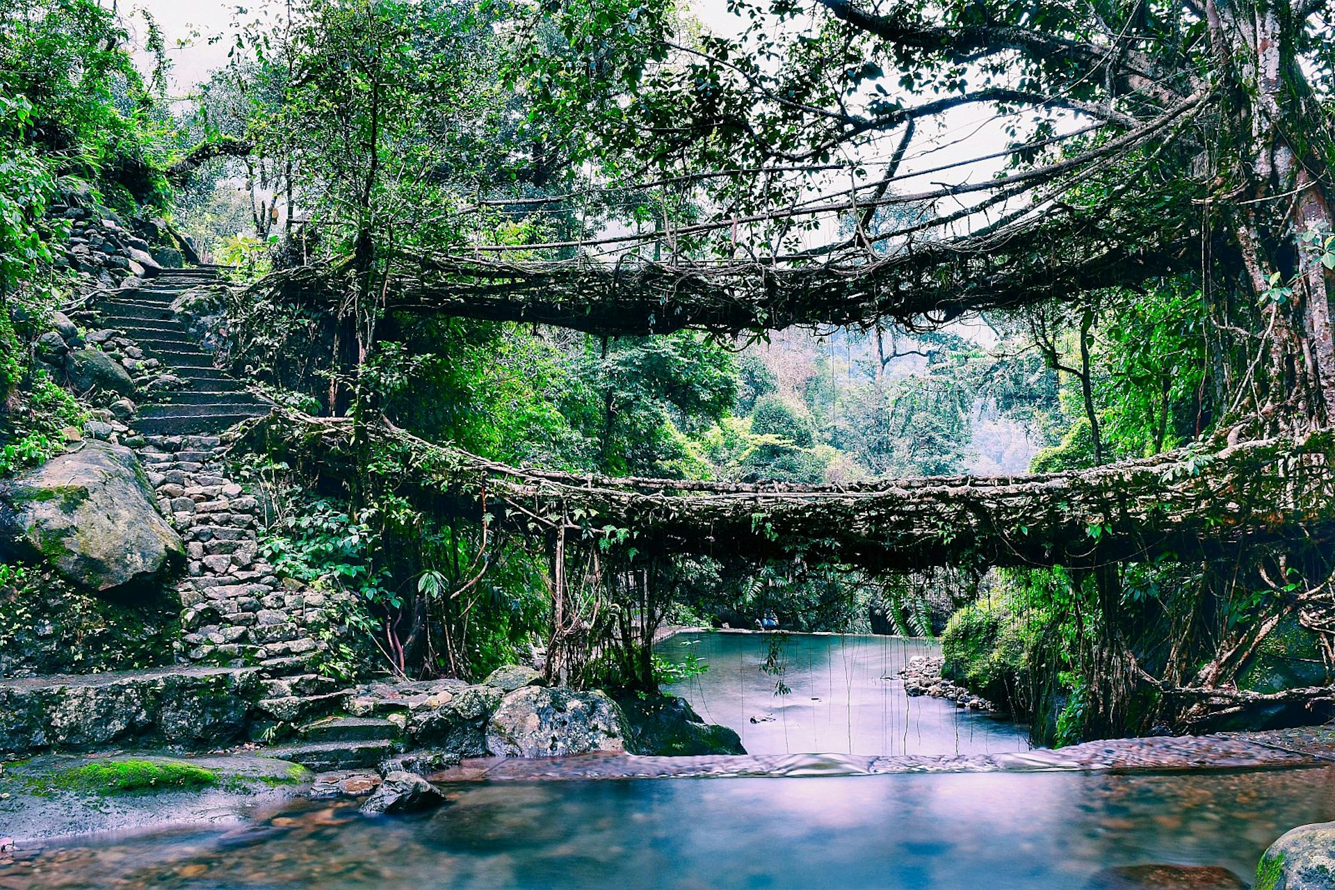 Bridges made from tree roots straddle a river flanked on both sides by trees and on one side by stone steps.