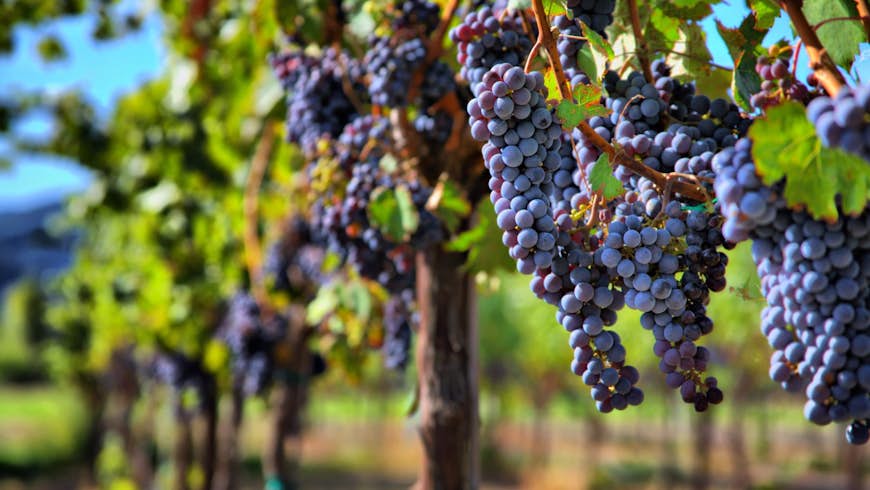 Merlot grapes on vine in vineyard; California wine country