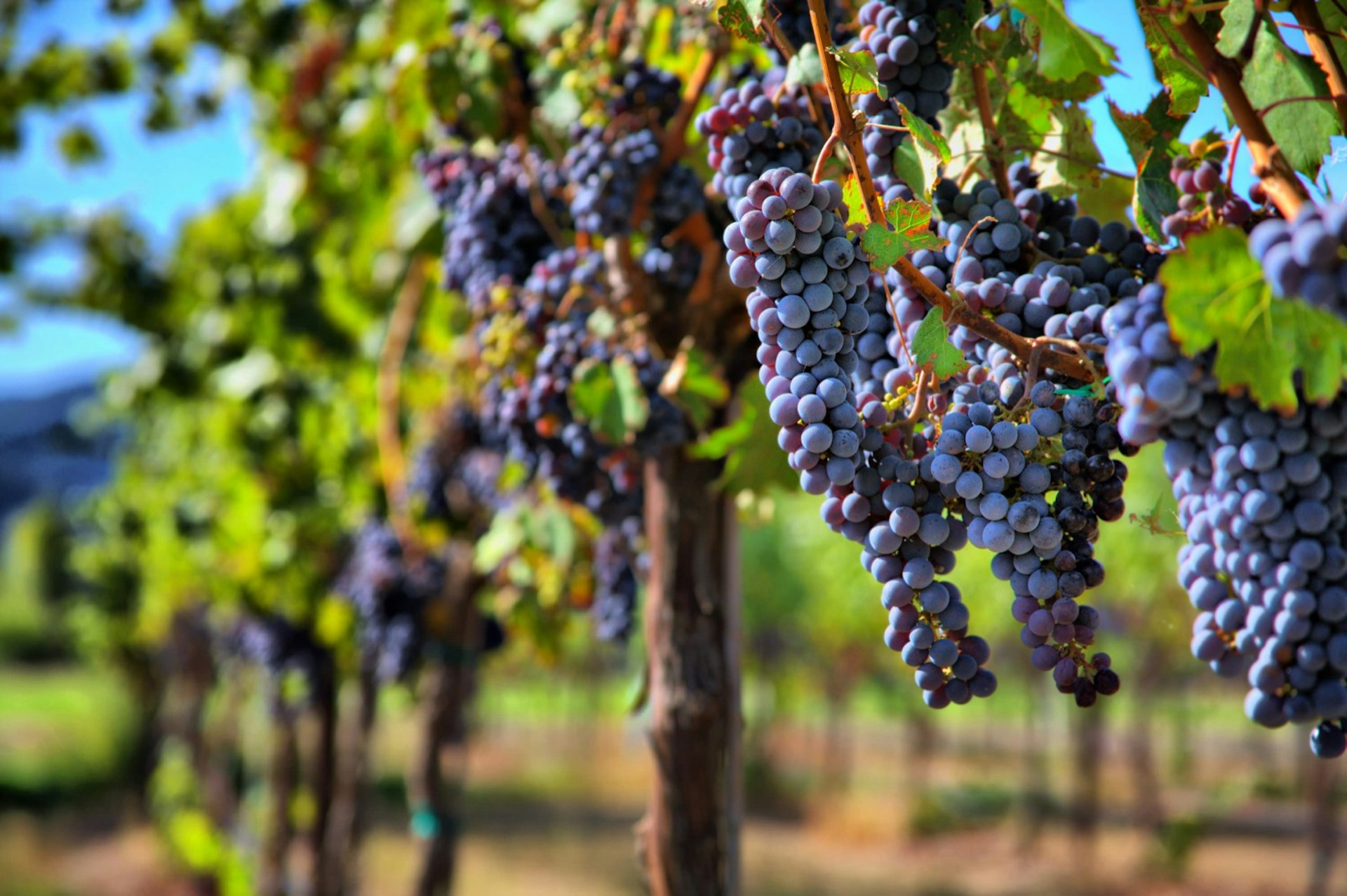 Merlotdruvor på vinstockar i vingård;  Kaliforniens vinland
