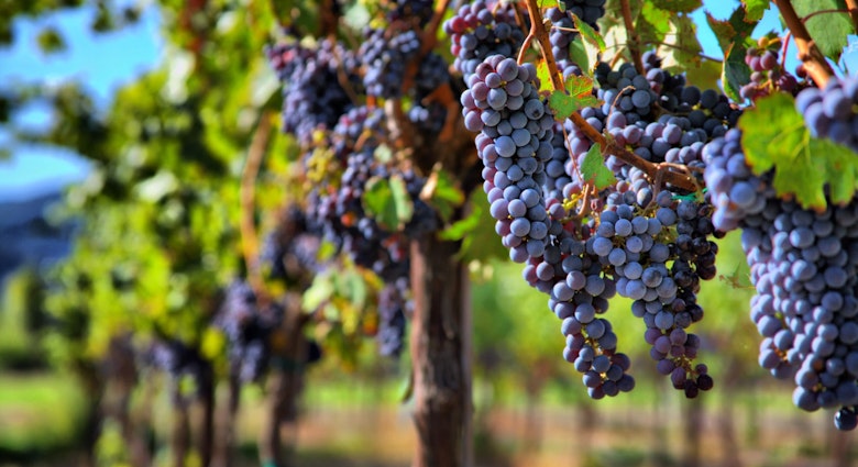Merlot grapes on vine in vineyard