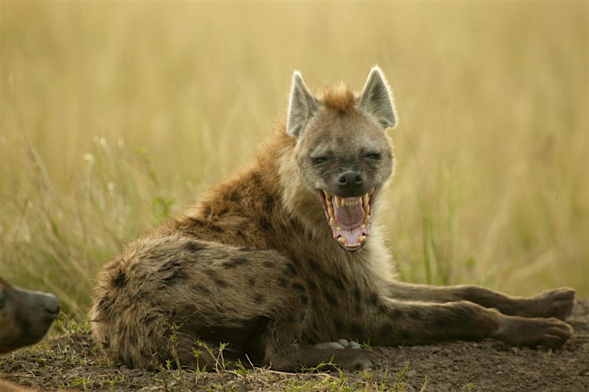 See The Lion King Cast For Real In Africa Lonely Planet See The Lion King Cast For Real In Africa Lonely Planet