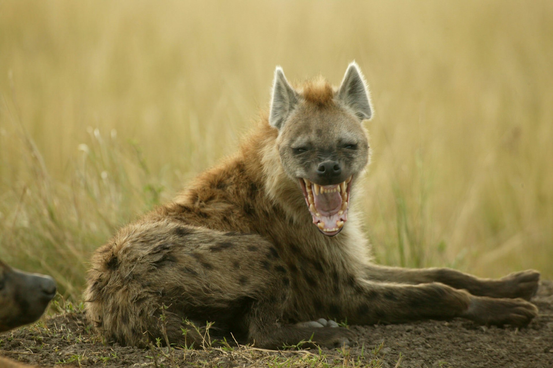 A spotted hyena laying down with its head up looks at the camera with its jaws open, looking much like it is smiling for the camera