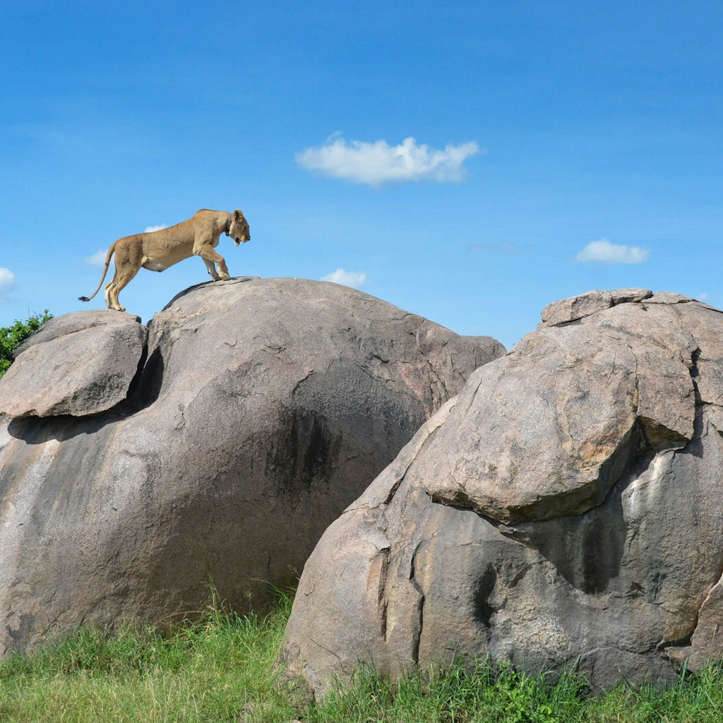 Under a blue sky a large female lion walks up a large boulder outcrop in the Serengeti