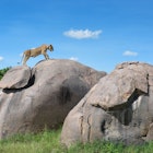 Under a blue sky a large female lion walks up a large boulder outcrop in the Serengeti