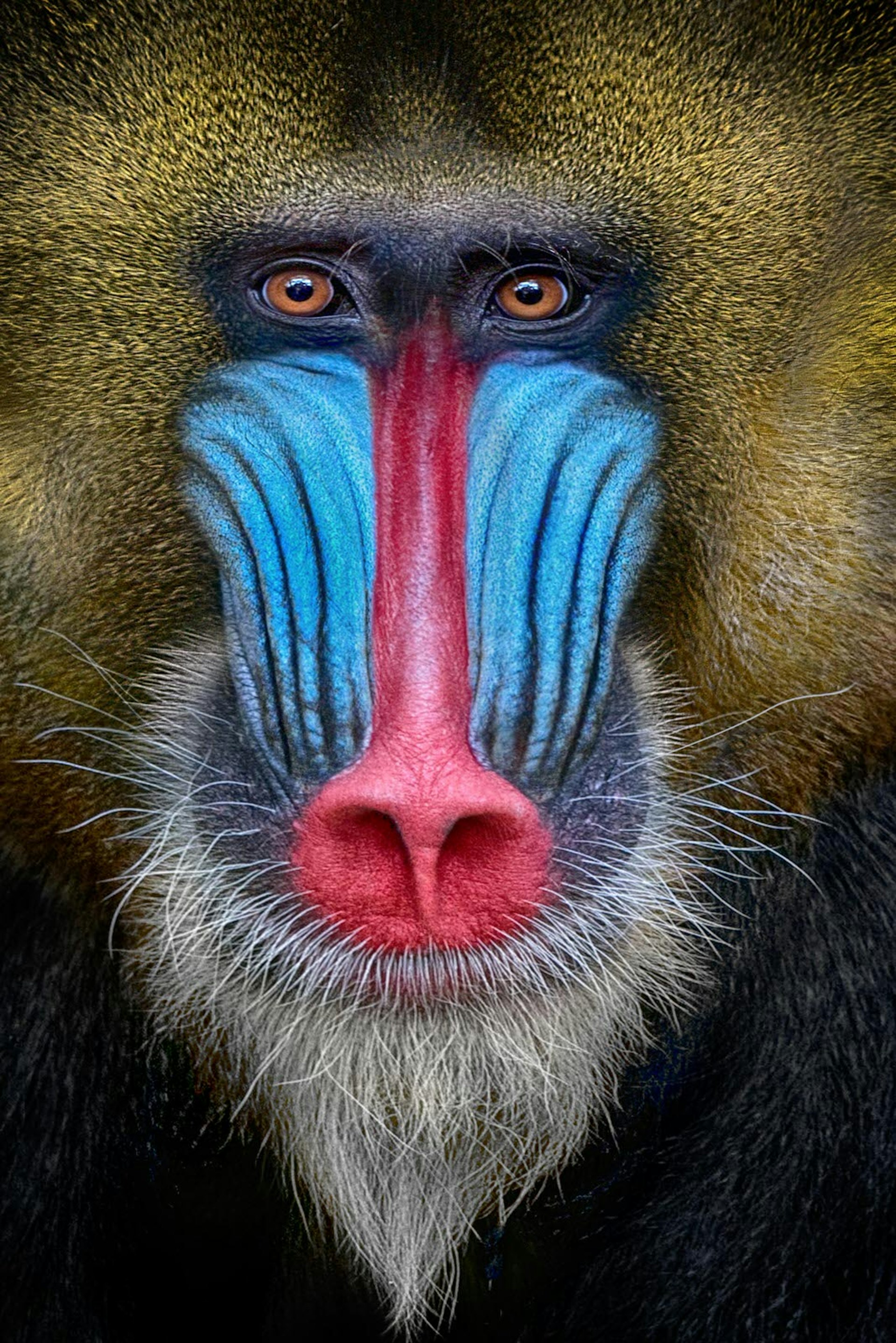 A head portrait of a mandrill, with its vibrant red nose and brilliant sky blue cheeks; orangey hair atop and blond beard