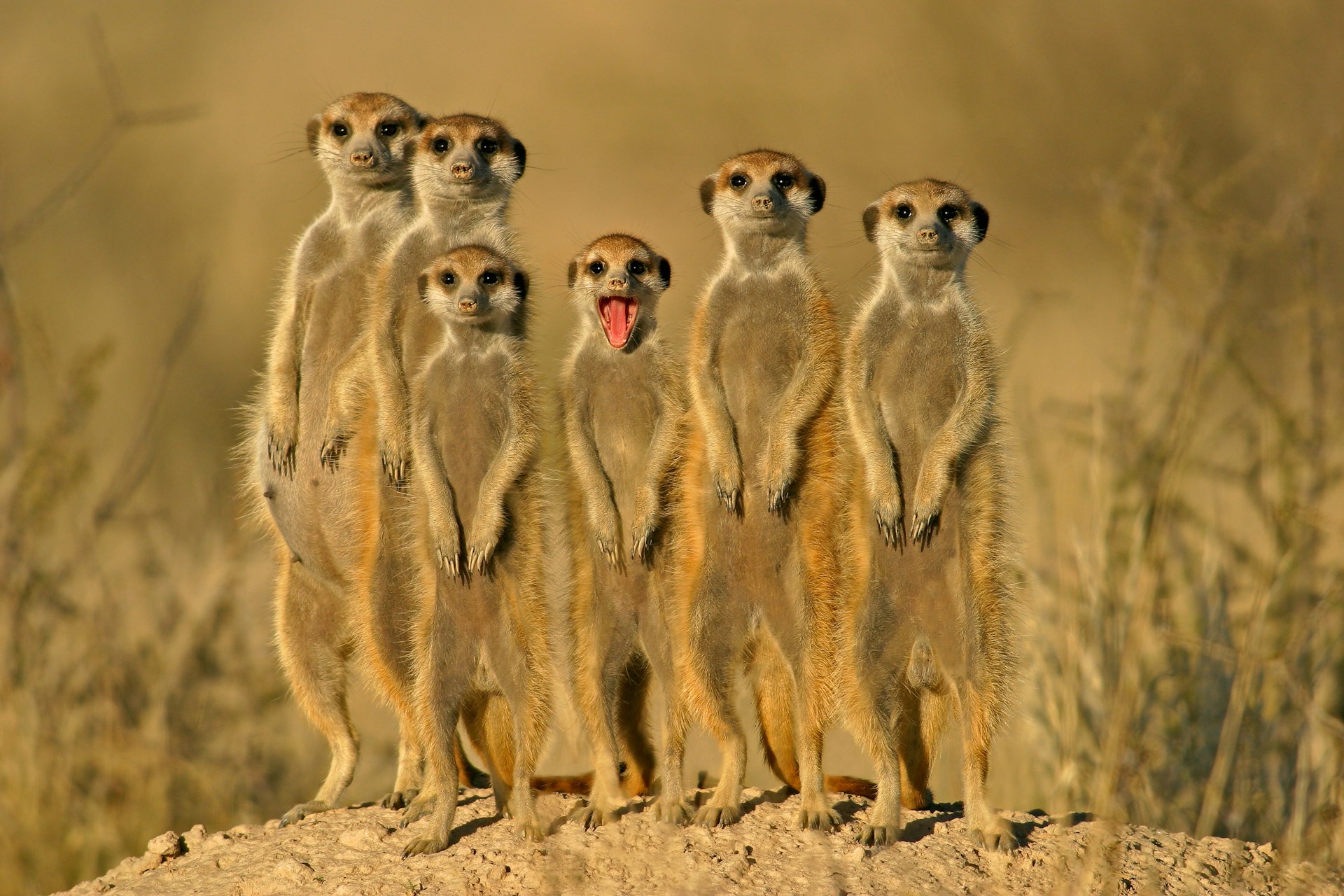 Six meerkats standing to attention, each with their arms identically placed at their fronts; all have their mouths shut, except for one which is wide open in a humorous fashion