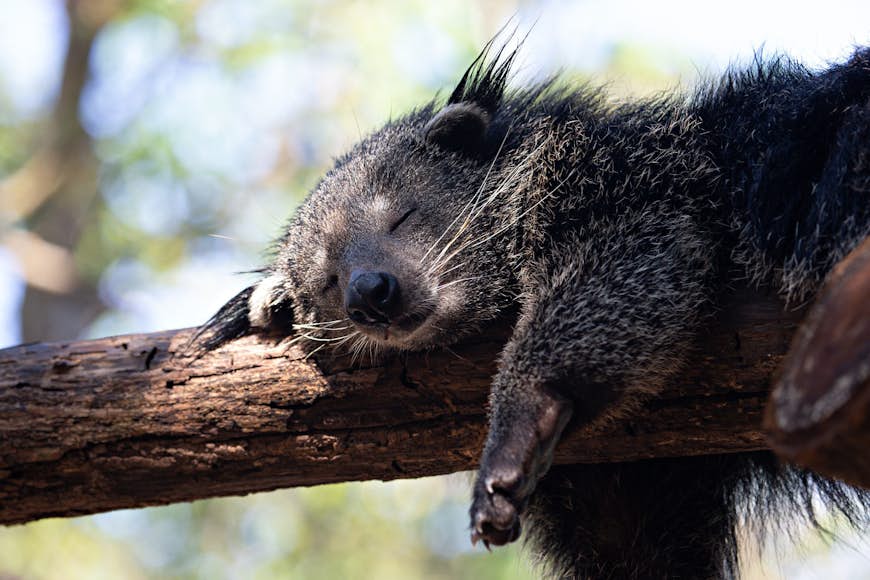 Close-up of a bearcat sleeping on a branch, one paw dangling off the side.