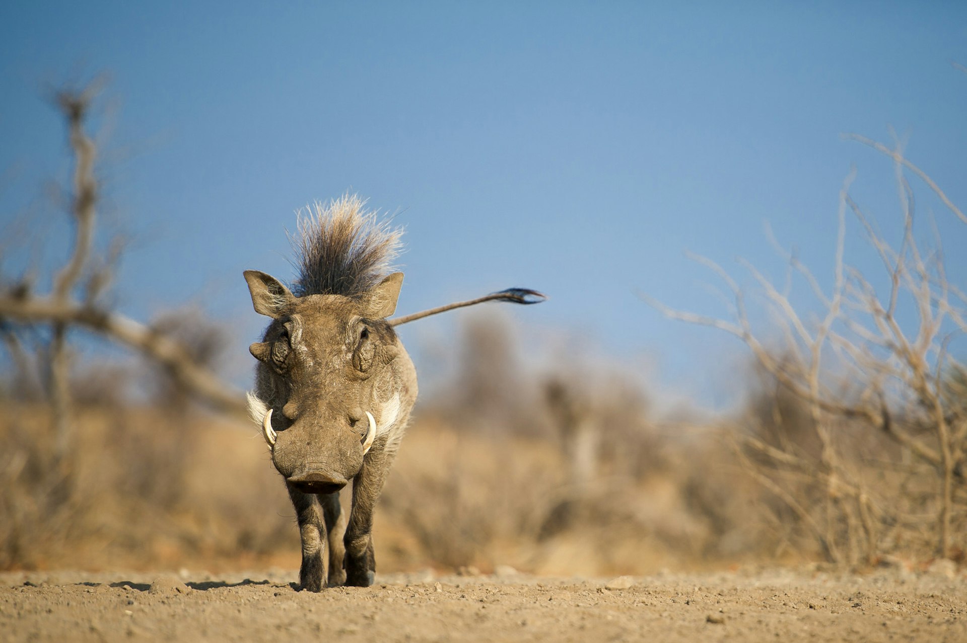 Shot from ground level, a warthog walks towards the camera across brown dirt; the hair on its neck is raised, which makes it look like it has a mohawk