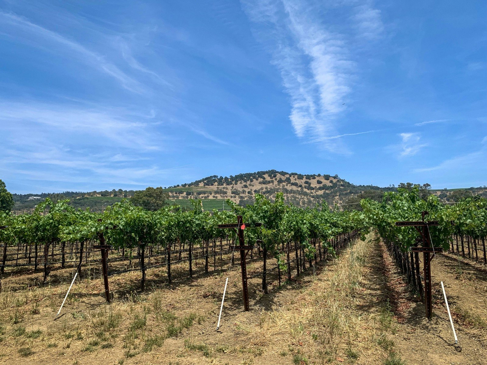 Rader av druvor under en blå himmel i Kaliforniens vinland