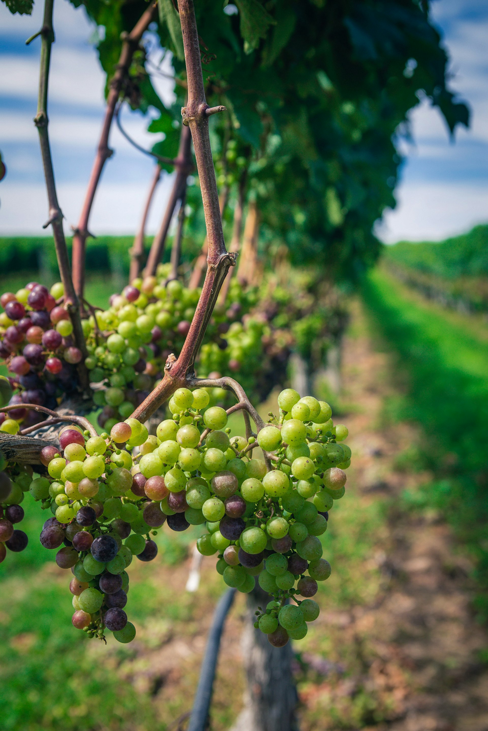 Grapes growing on a vine at a vineyard; summer trips from New York City
