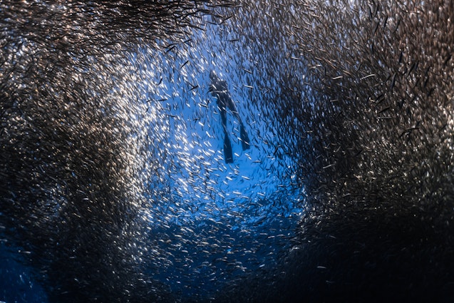 diver wearing a wetsuit and flippers swims along the surface of the water. The photo is taken from below, showing a huge school of silver sardines circling around the diver