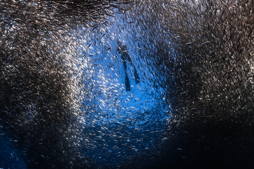 diver wearing a wetsuit and flippers swims along the surface of the water. The photo is taken from below, showing a huge school of silver sardines circling around the diver