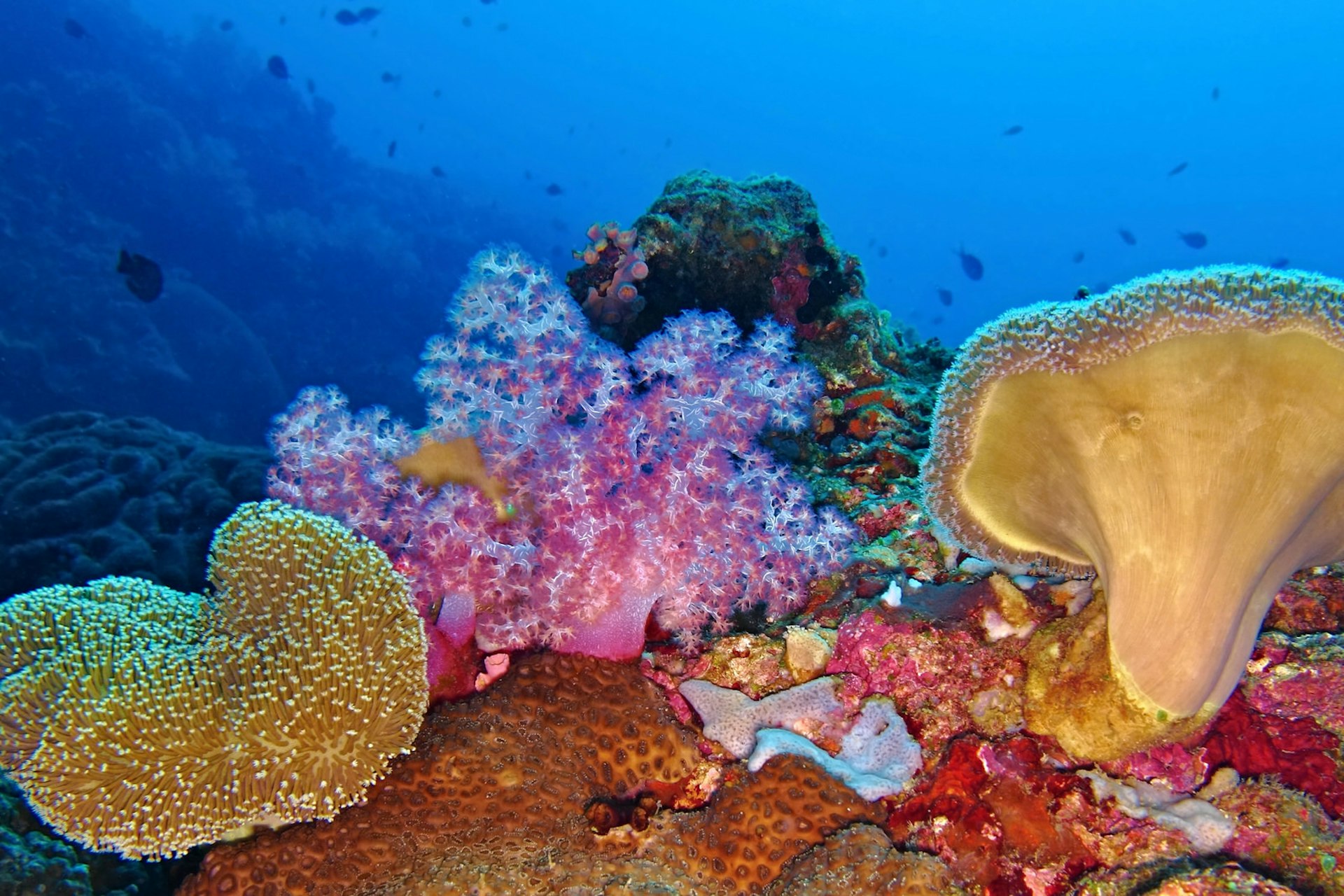 A close up shot of an underwater, colourful reef with a variety of wildlife