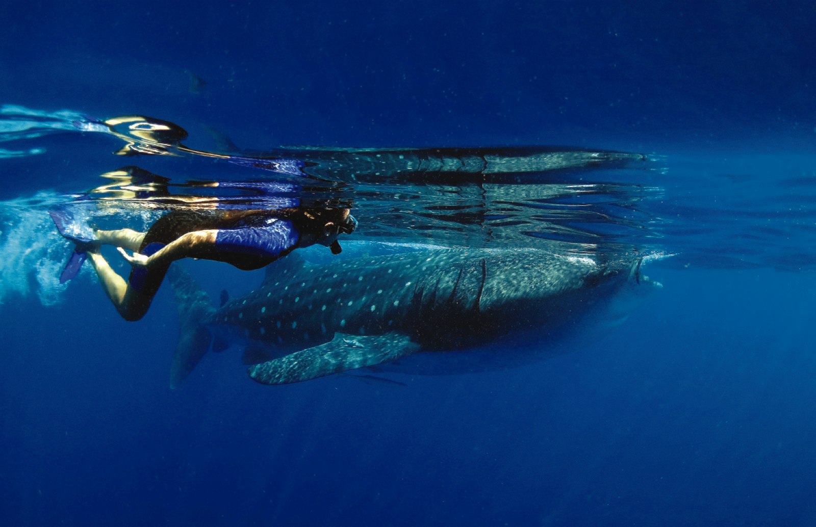 A diver swims next to a whale shark in clear blue water