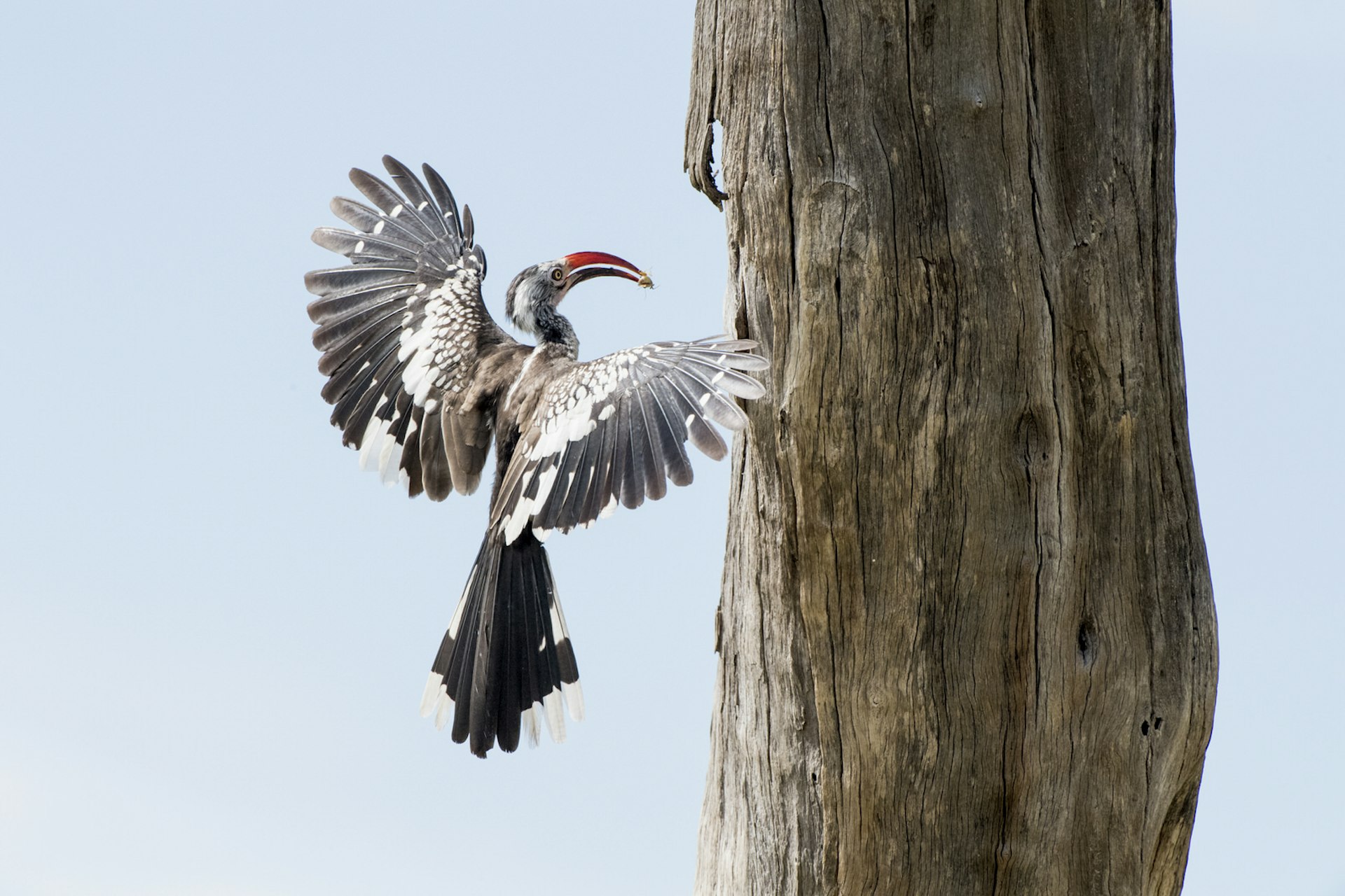 With wings raised open the red-billed hornbill flies up to a tree with a small insect in its mouth; this bird was the character Zazu in 'The Lion King'