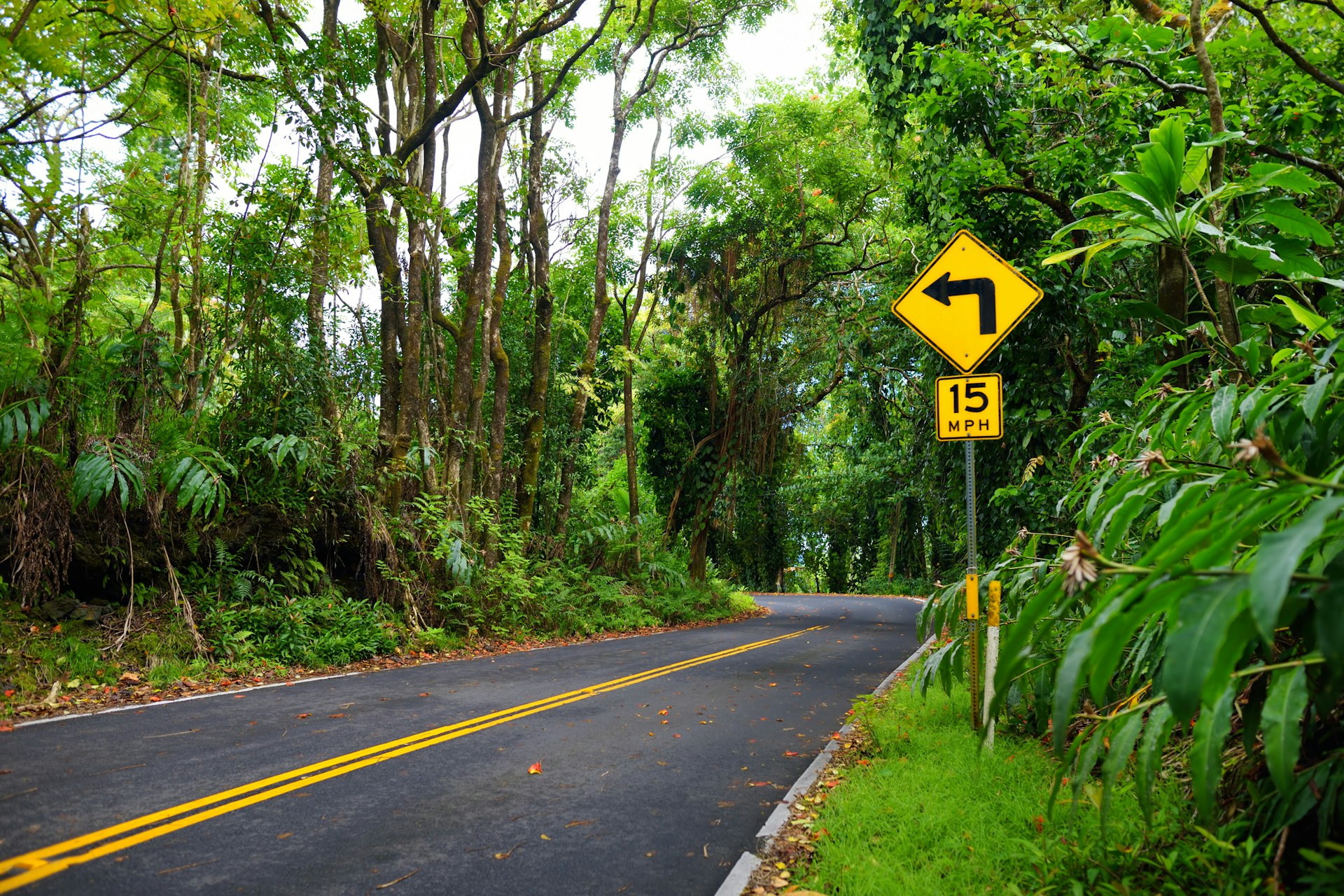 A diamond-shaped yellow sign with a black arrow sits above a smaller square sign bearing the words '15 mph' is posted next to a two-lane road leading into a curve flanked with thick, lush-green trees; Honolulu day trips