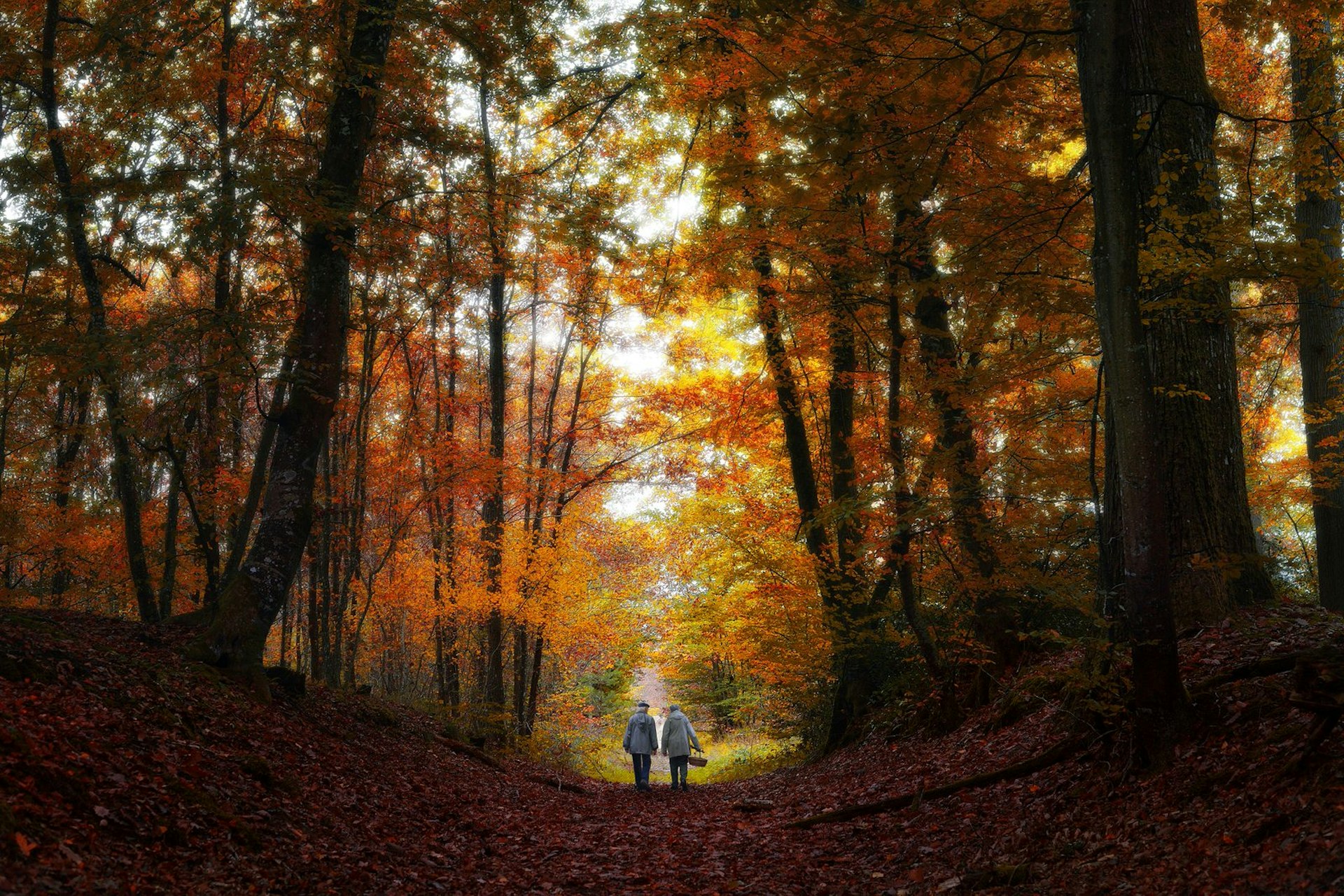 Two hikers walk along a path in the Forêt de Fontainebleau with trees, the leaves of which are browning for autumn, either side of them