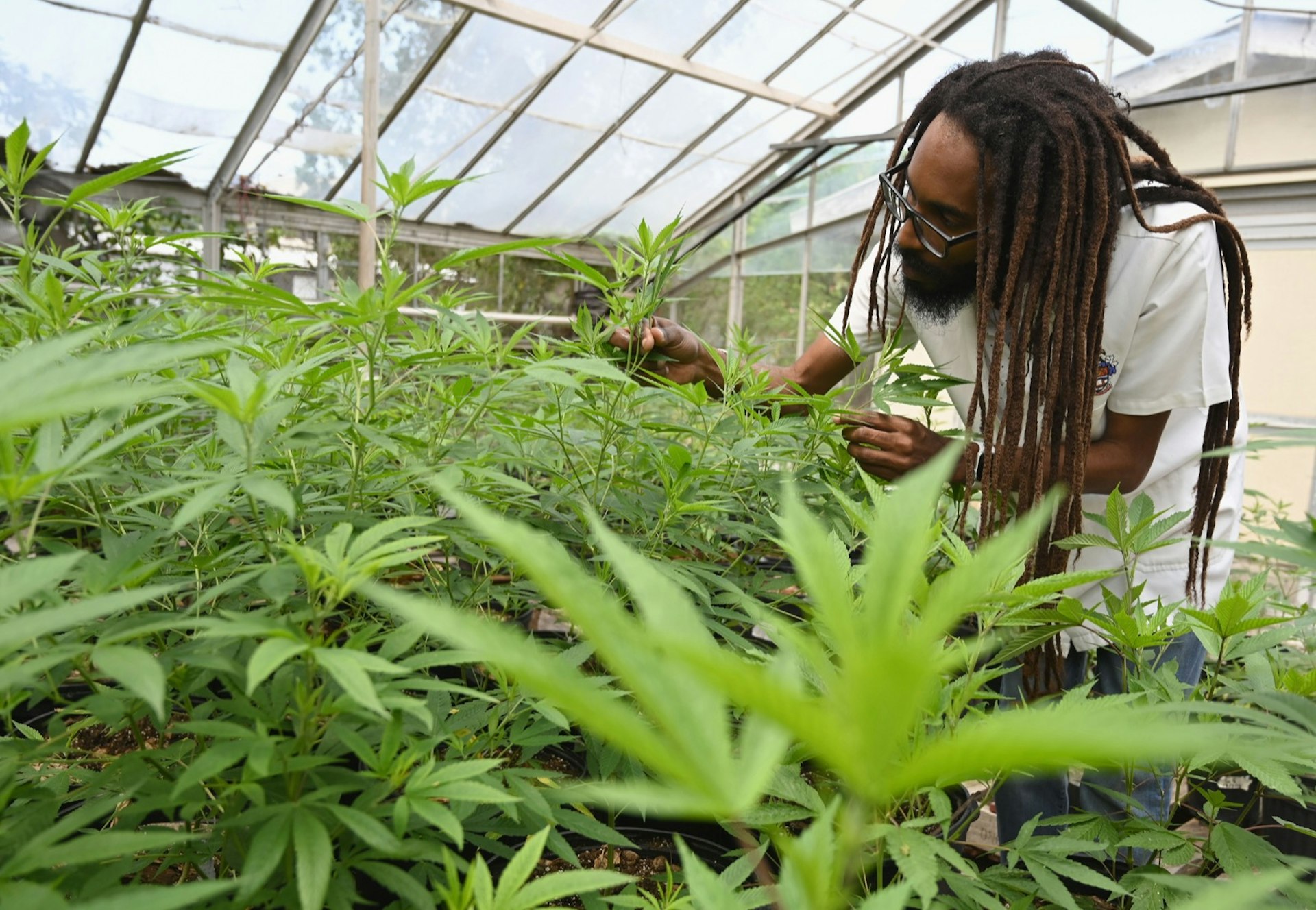 Dr. Machel A. Emanuel analyses cannabis plants at the University of the West Indies Mona campus in Kingston; smoking weed Jamaica