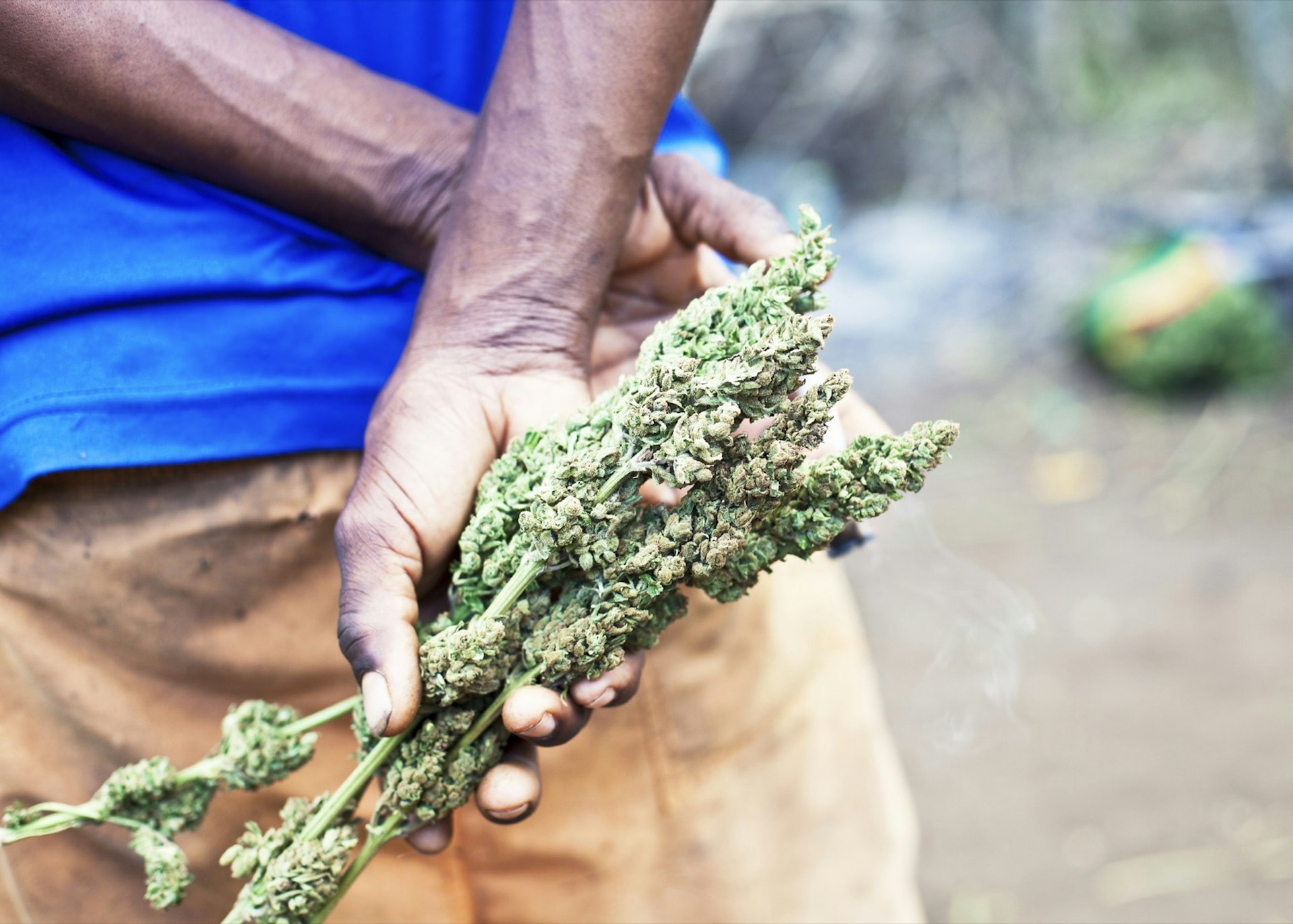 A man wearing a blue shirt holds a handful of ganja behind his back; smoking weed jamaica