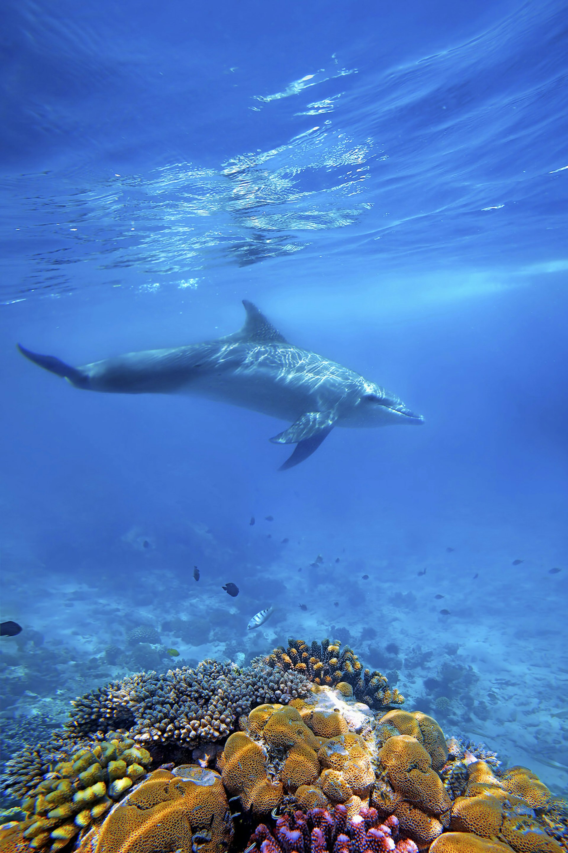 A lone bottlenose dolphin swims above colourful corals in rich blue waters