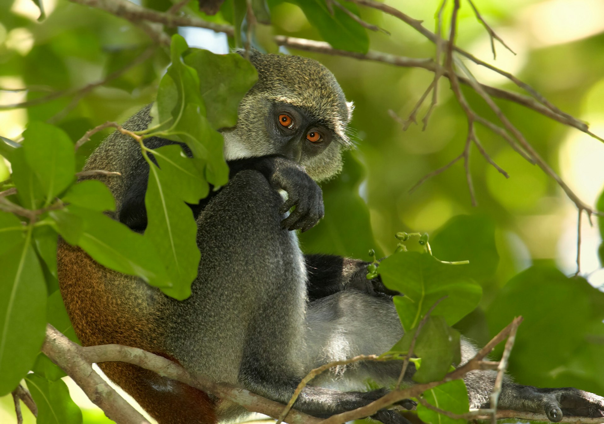Surrounded by lush leaves, a Sykes' monkey hides. Its eyes are a brilliant orange with black pupils, while its fur is short and thick - mostly grey, but with a ginger tinge on its back. It has white fur on its shoulders and on its head.
