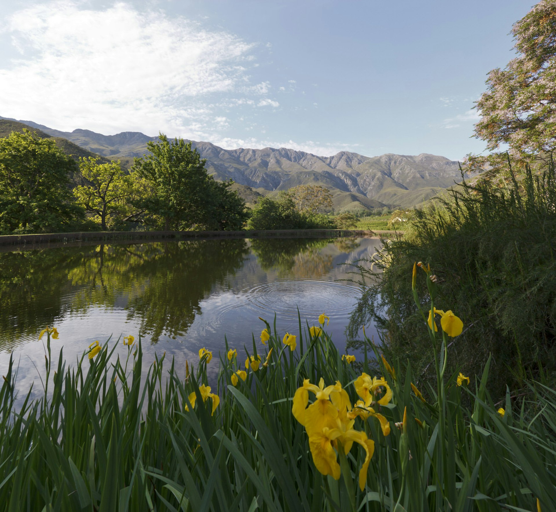 A still river mirrors the trees and mountains on the far bank; in the foreground are some yellow flowers on the bank; circular ripples are seen close to the near bank, from a boy fishing in this Winelands area