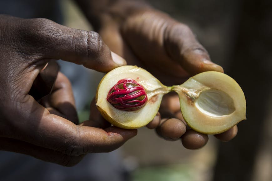 A pair of hands holds open a mace with the nutmeg seed (a mix of rich red and purple) set in the middle of one half