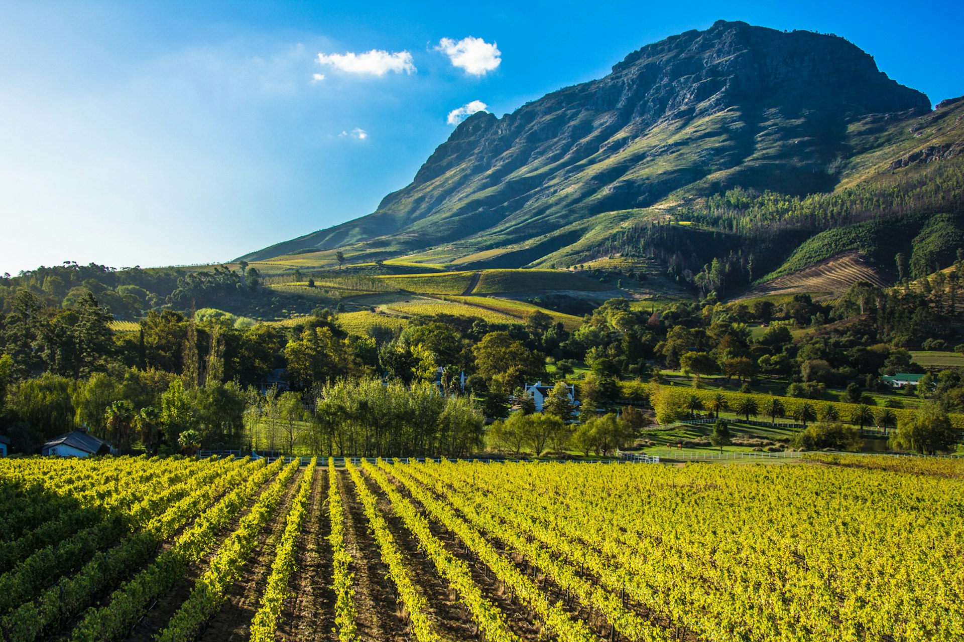 A vineyeard sitting at the base of a towering mountain in the evening sun 