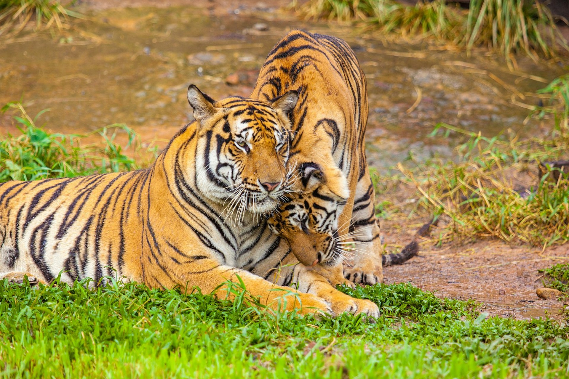 One tiger is lying on marshy grassland; another is cuddling up to it.