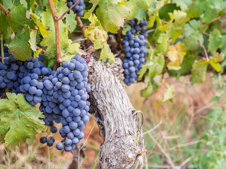 Bunches of ripe cabernet sauvignon grapes growing in one of the vineyards in Western Cape's Winelands