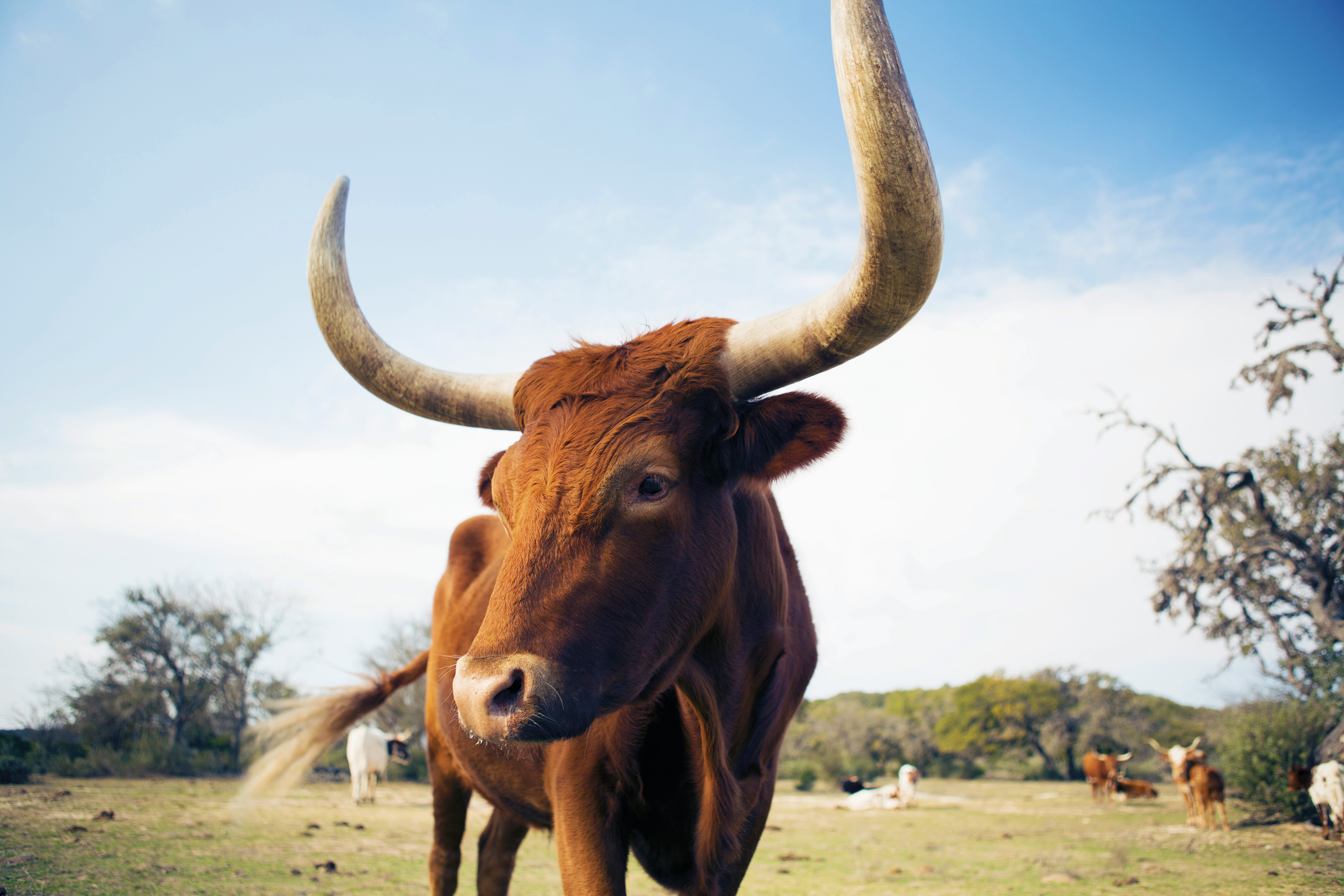 A close-up of a large brown cow with horns. Several other cows are in the field behind