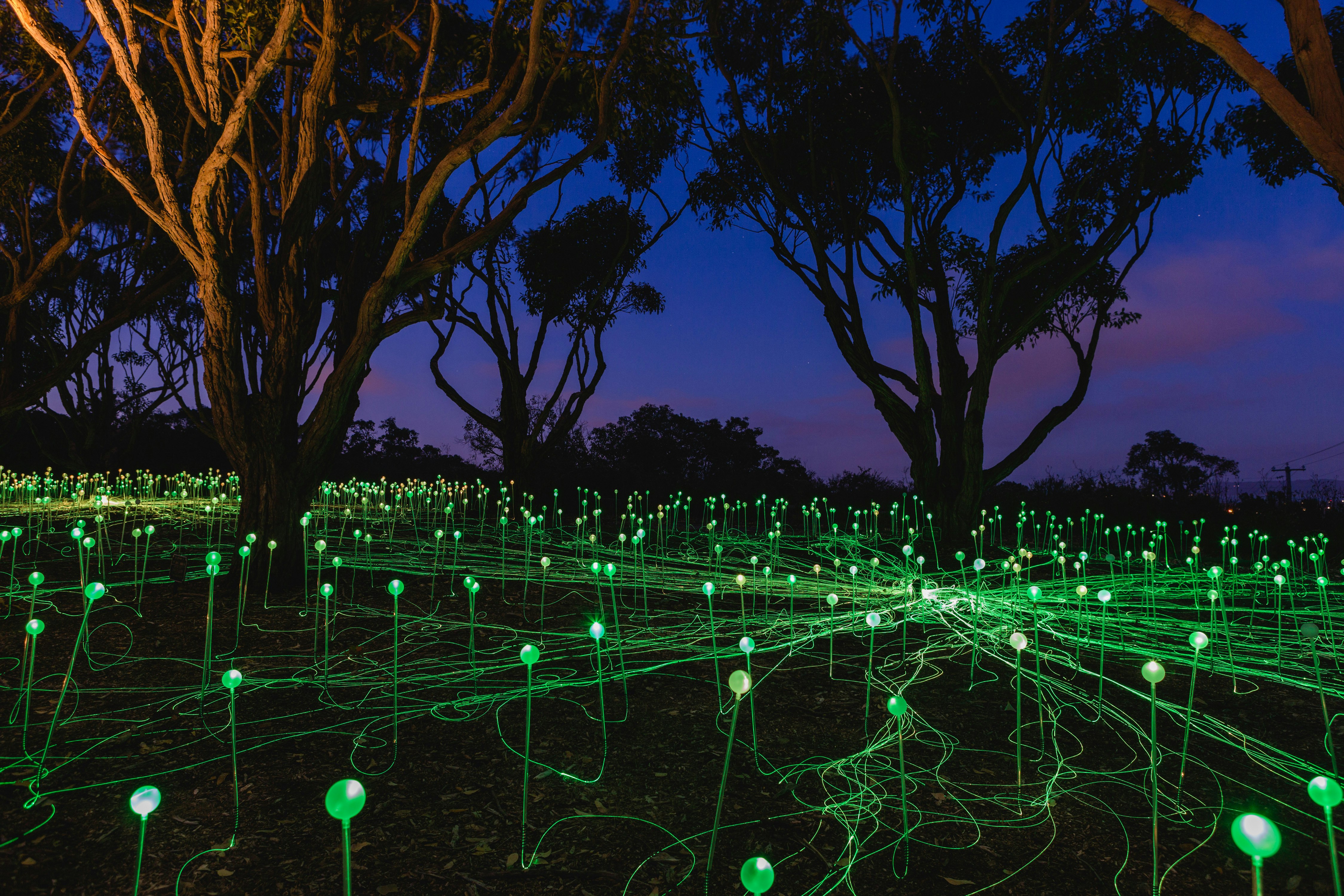 A tangle of neon-green lights surrounding three trees under a dark night sky
