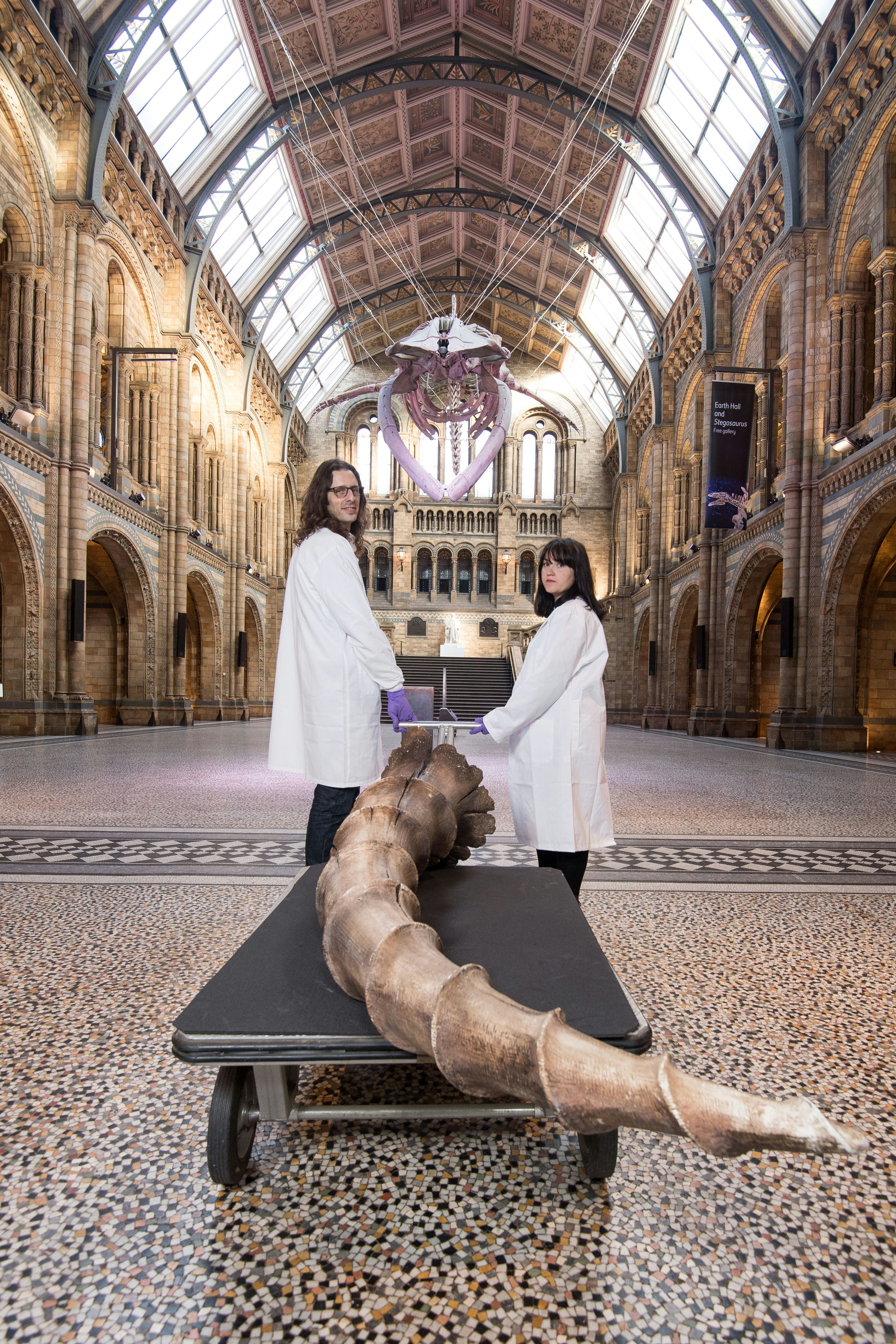 Erumpent horn being brought into the Natural History Museum