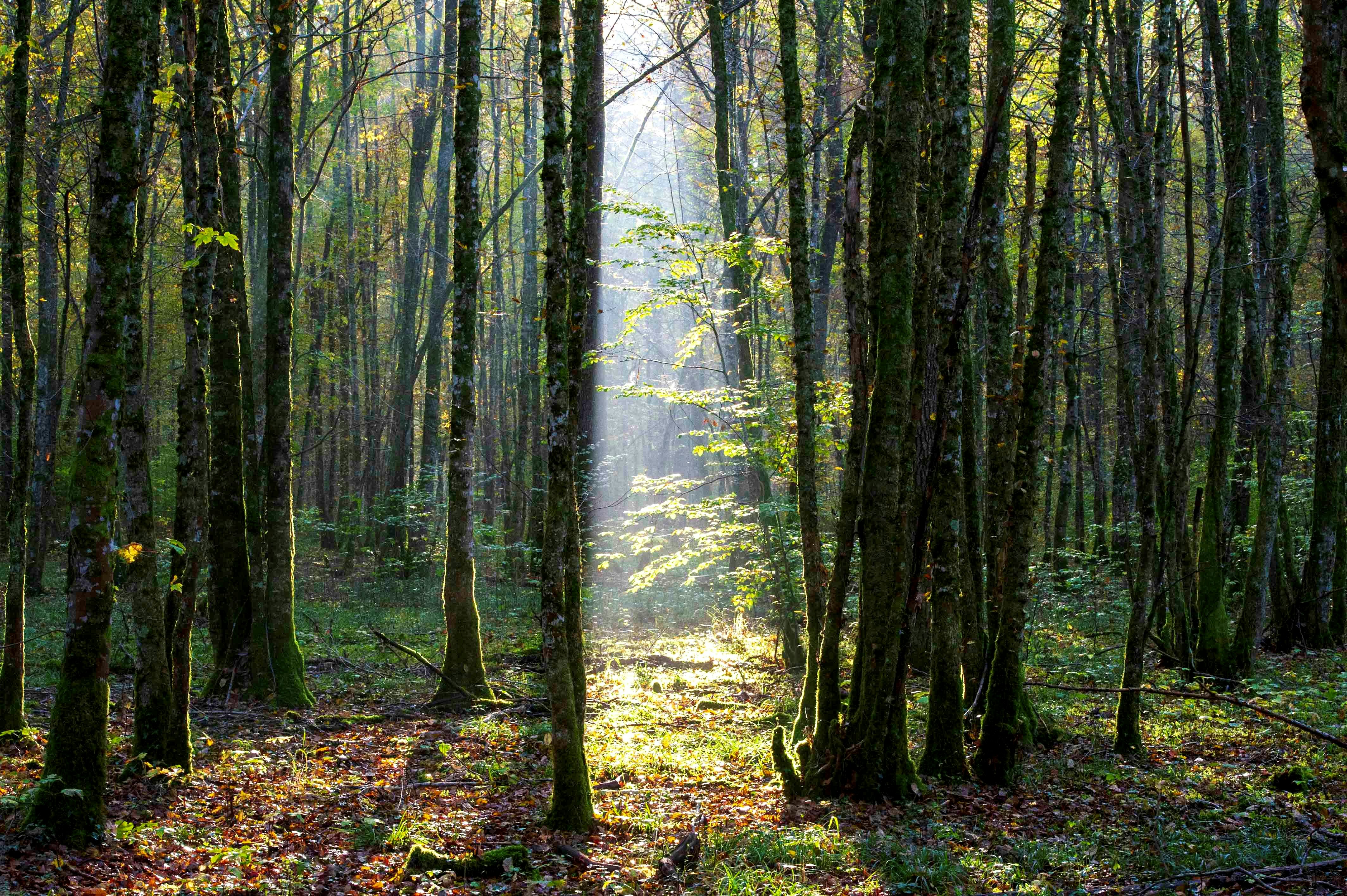 The sun shines through dense trees in a French forest. 