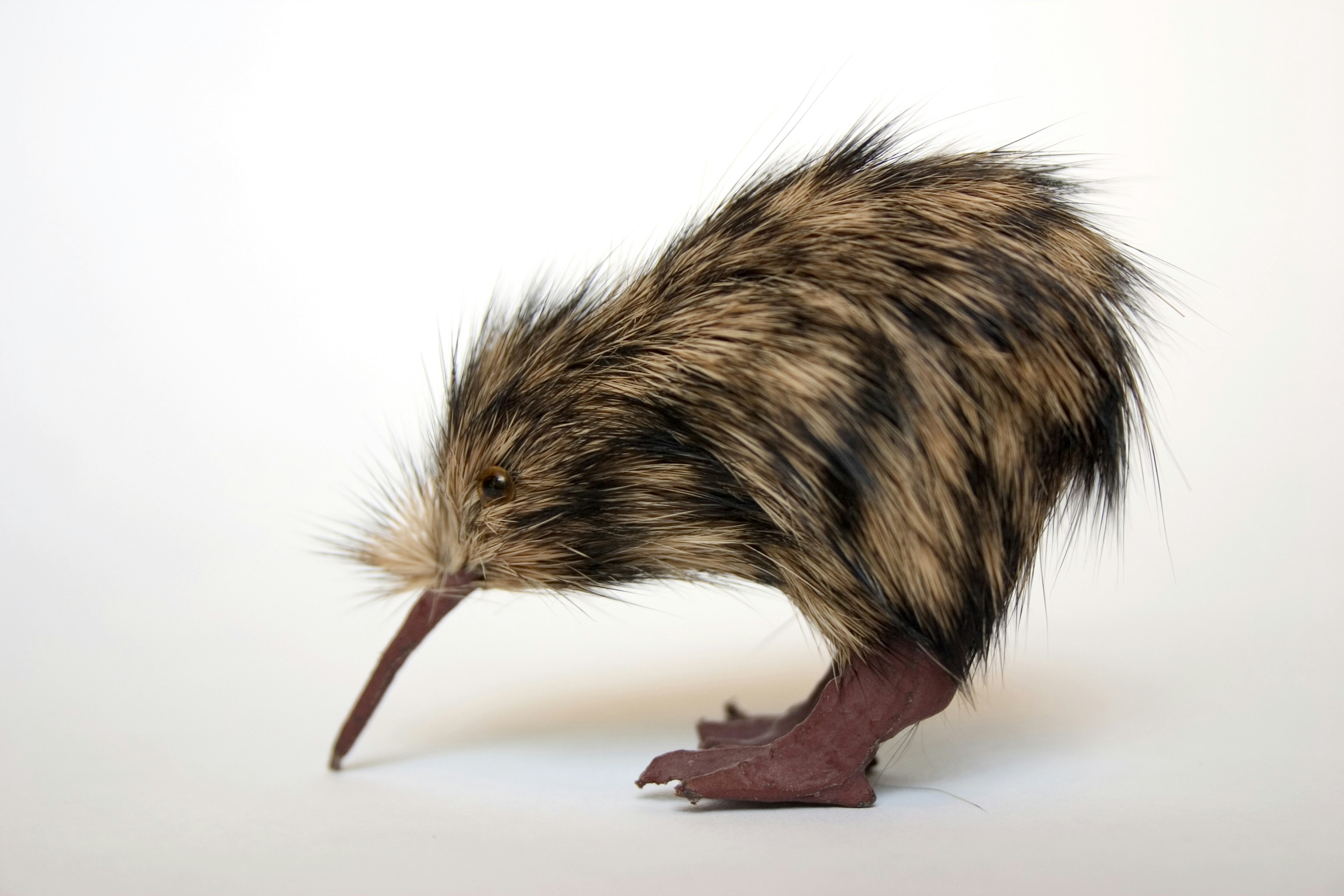 A kiwi is shown on a white background. 