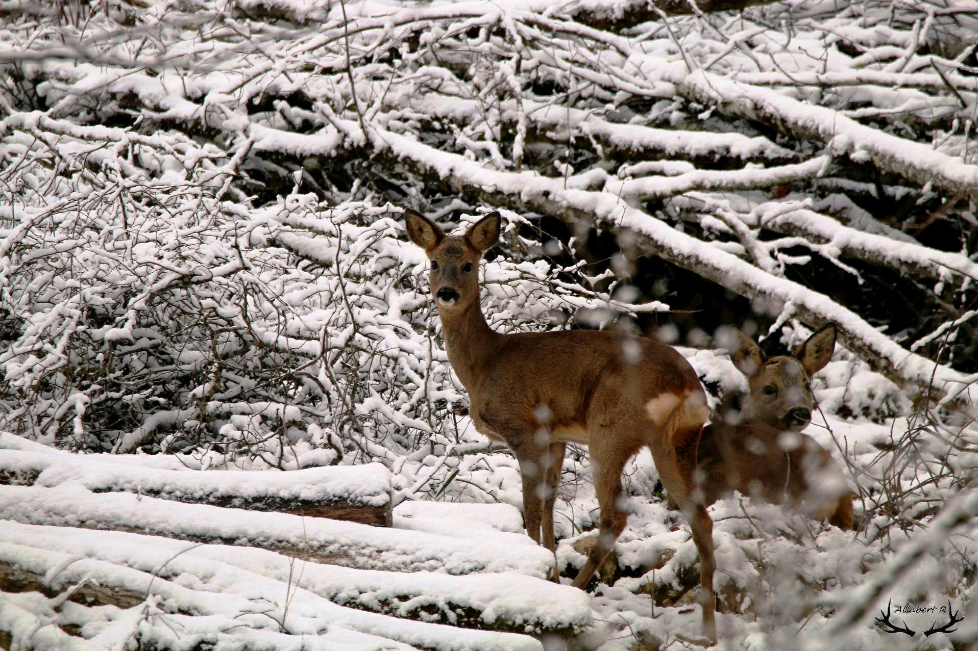 A deer walks through a snowy field. 
