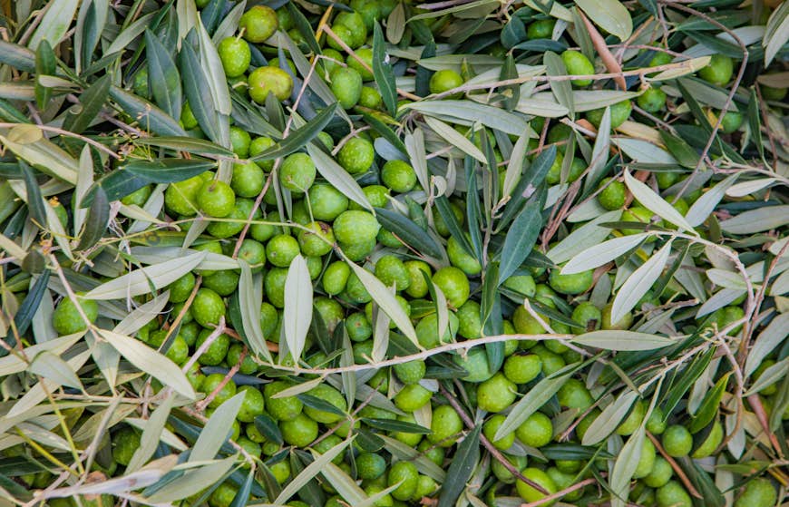 This secret Italian village has the most charming olive oil harvest