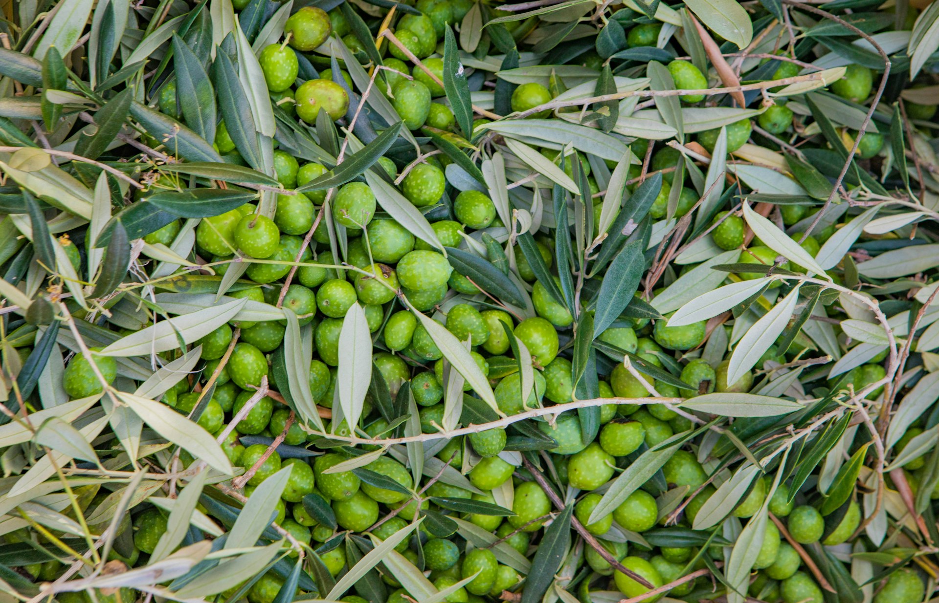 A heap of light, bright green olives softly dotted with sage green spots sit mixed with slender branches and deeper green leaves that have silvery undersides