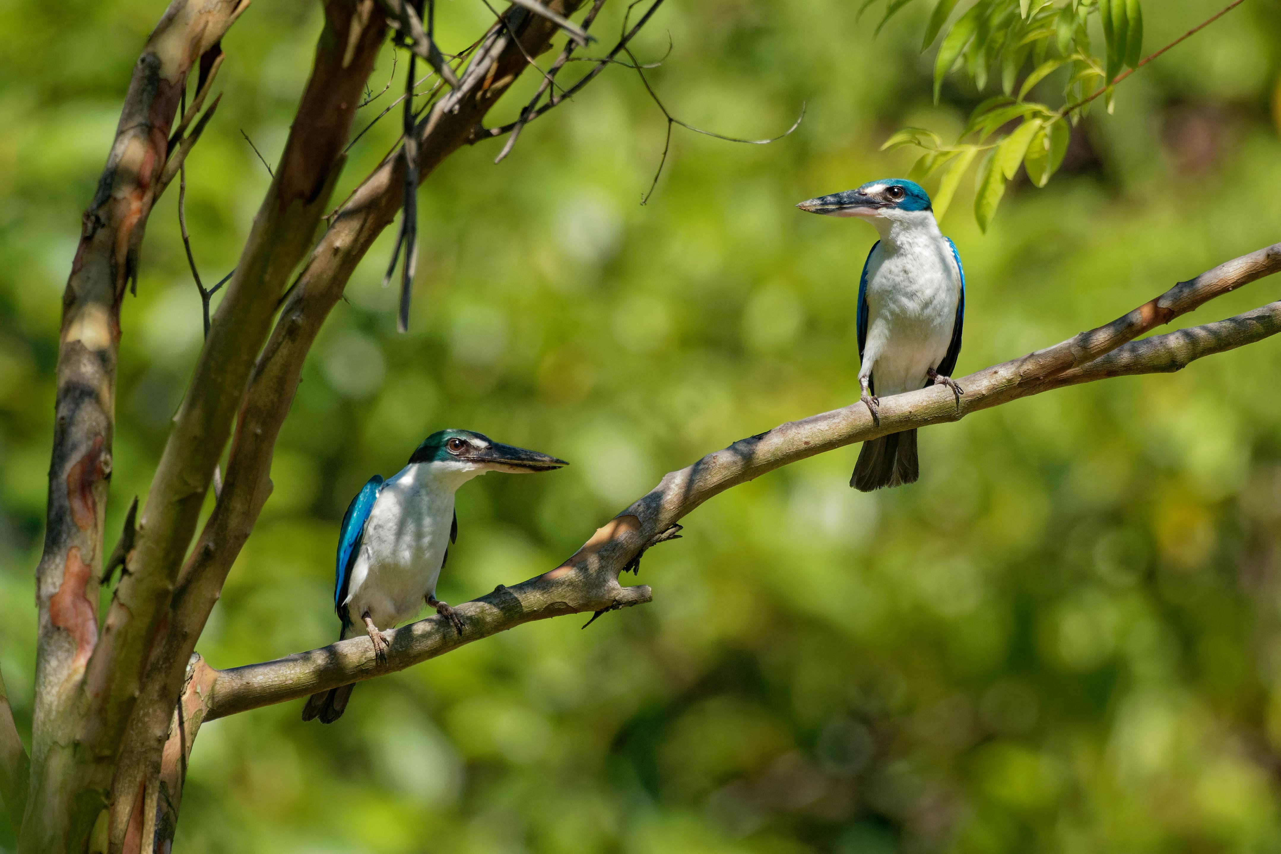 Close-up of two kingfishers with blue backs and white bellies perched on a branch