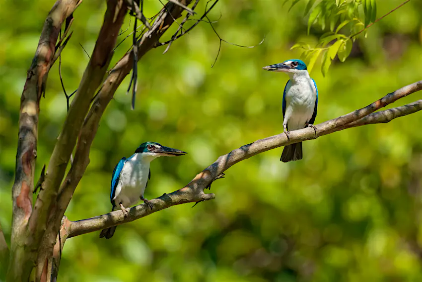Kingfisher Close-up of two kingfishers with blue backs and white bellies perched on a branch