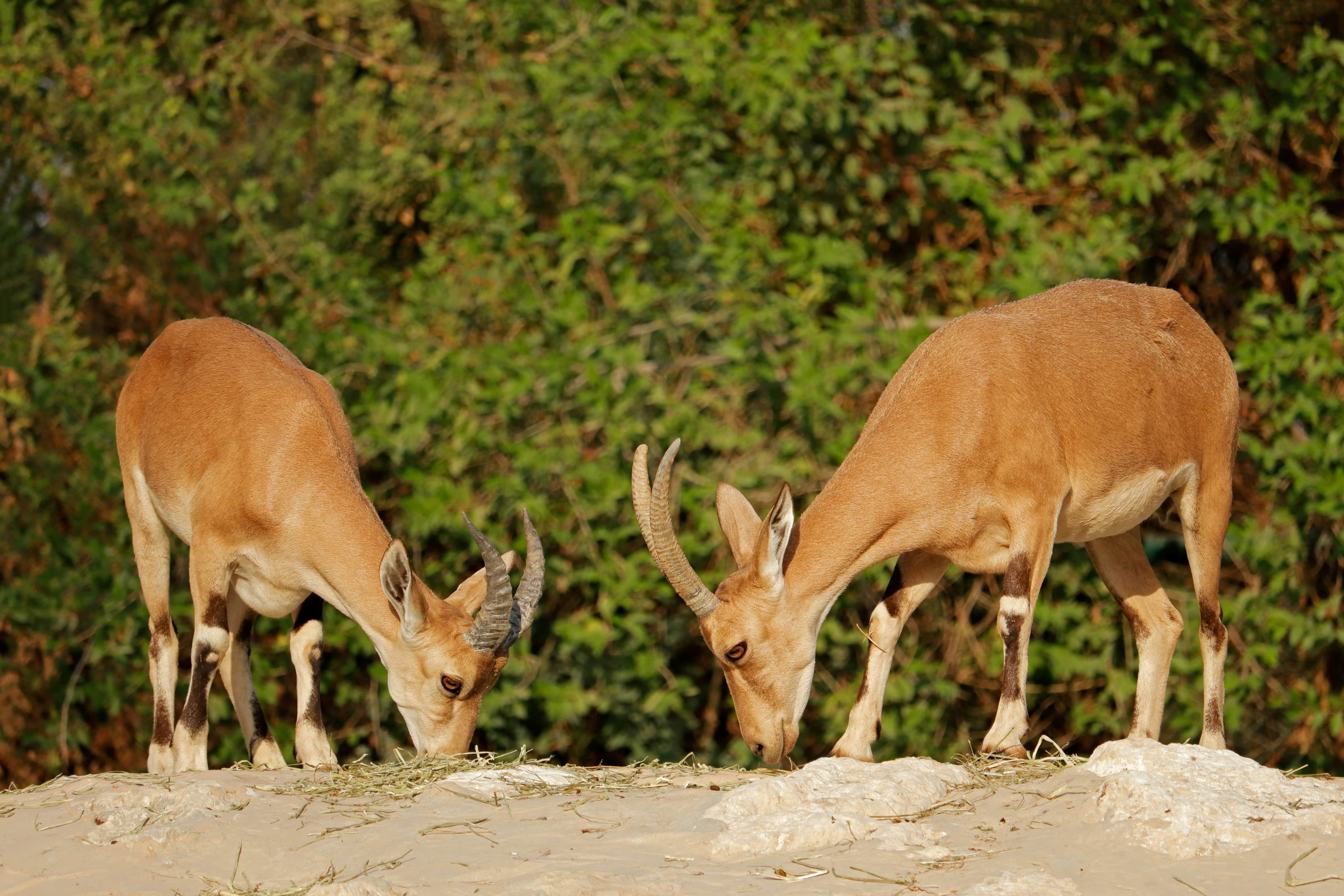 Close-up of two tahrs eating grass