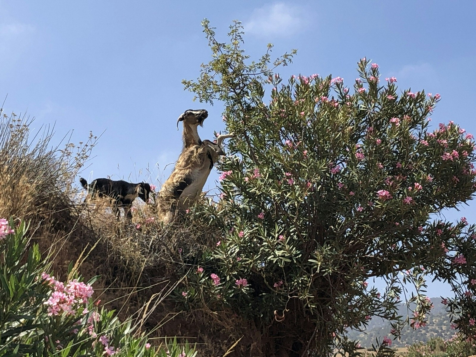 A pair of goats climbing up some flowering plants to eat the green shoots.